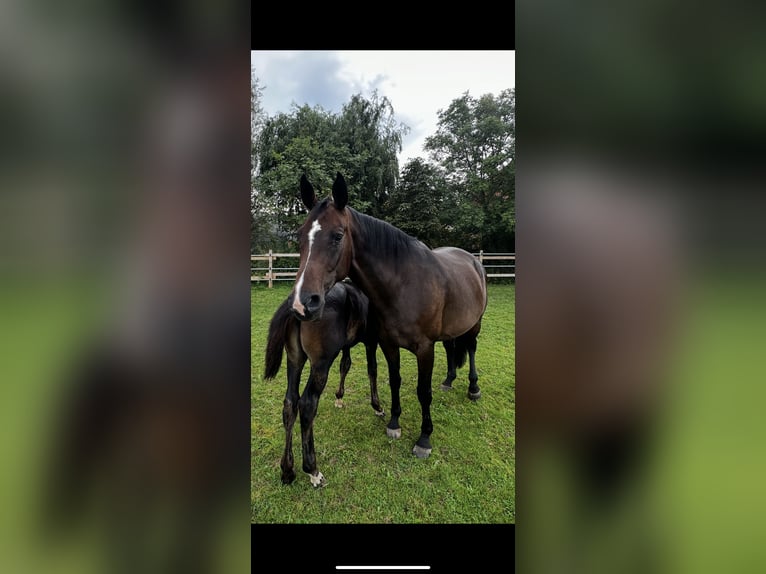 Hanoverian Mare 10 years 16,1 hh Smoky-Black in Rehburg-Loccum Münchehagen