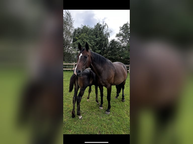 Hanoverian Mare 10 years 16,1 hh Smoky-Black in Rehburg-Loccum Münchehagen