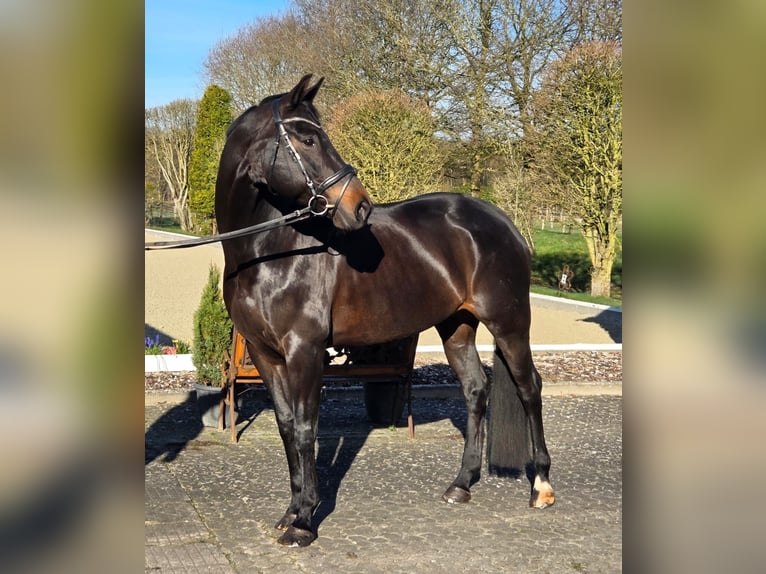 Hanoverian Mare 10 years 16.1 hh Smoky-Black in Loxstedt