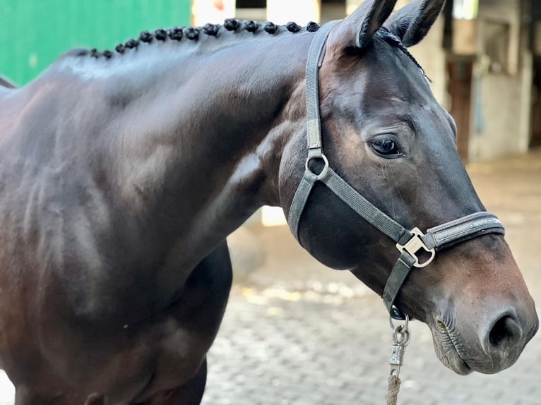 Hanoverian Mare 10 years 16.1 hh Smoky-Black in Loxstedt
