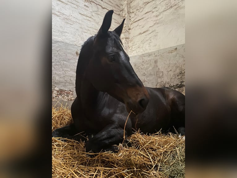 Hanoverian Mare 10 years 16.1 hh Smoky-Black in Loxstedt