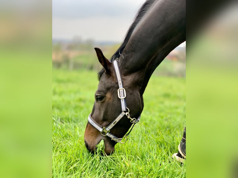 Hanoverian Mare 10 years 16.1 hh Smoky-Black in Loxstedt