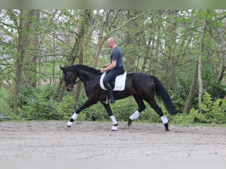 Hanoverian Mare 10 years 16,2 hh Bay-Dark in Haltern am See