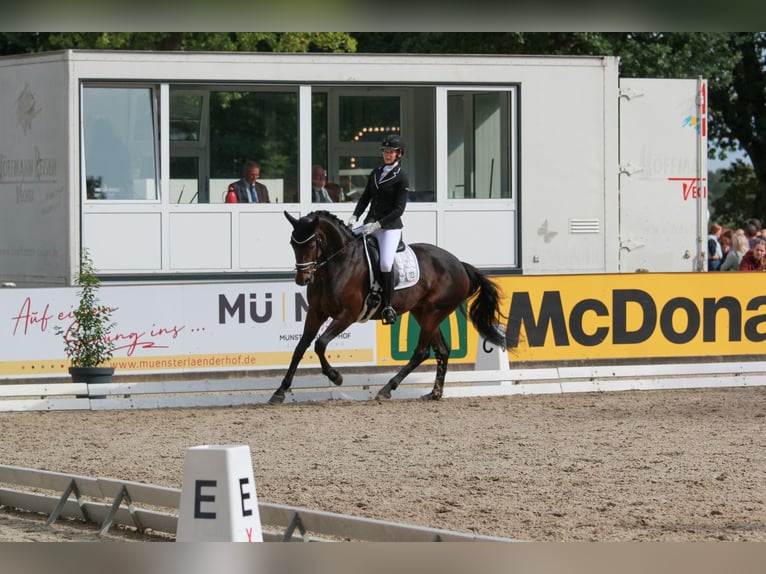 Hanoverian Mare 10 years 16.2 hh Bay-Dark in Cloppenburg