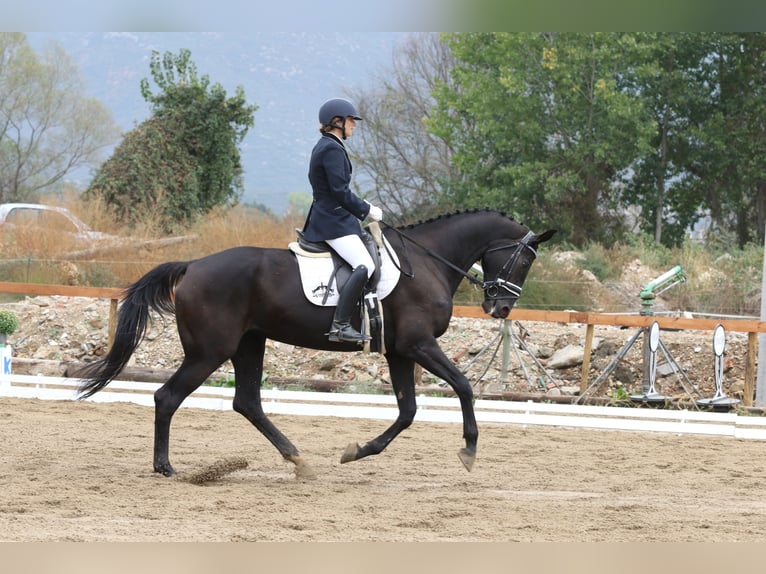 Hanoverian Mare 10 years 16,2 hh Bay-Dark in Kavala