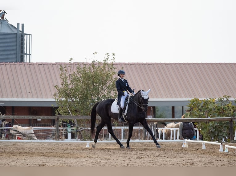 Hanoverian Mare 10 years 16,2 hh Bay-Dark in Kavala