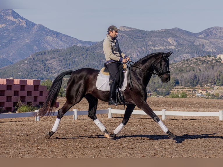 Hanoverian Mare 10 years 16,2 hh Bay-Dark in Villalonga