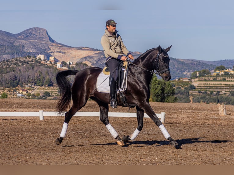 Hanoverian Mare 10 years 16,2 hh Bay-Dark in Villalonga