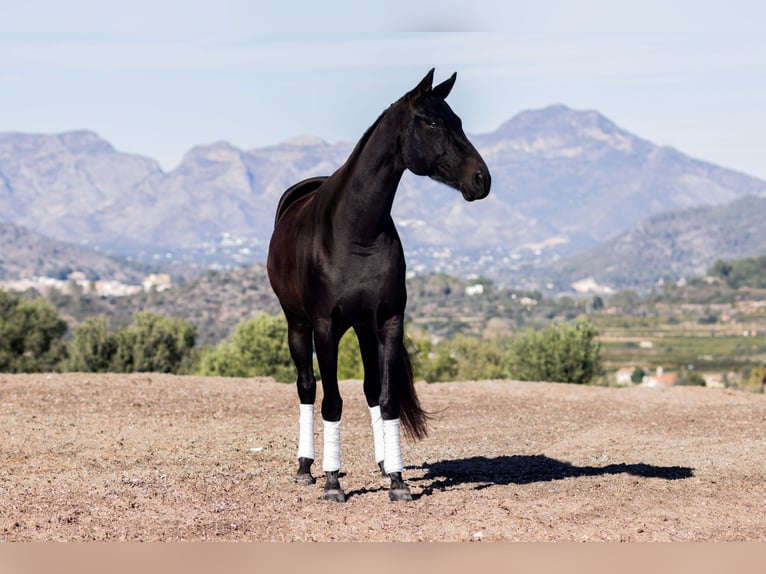 Hanoverian Mare 10 years 16,2 hh Bay-Dark in Villalonga