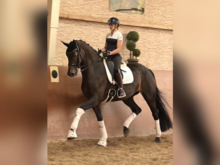 Hanoverian Mare 10 years 16.2 hh Bay-Dark in Wehringen