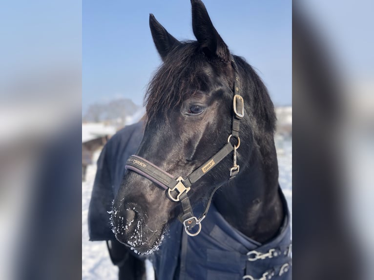 Hanoverian Mare 10 years 16,2 hh Black in Coppenbrügge