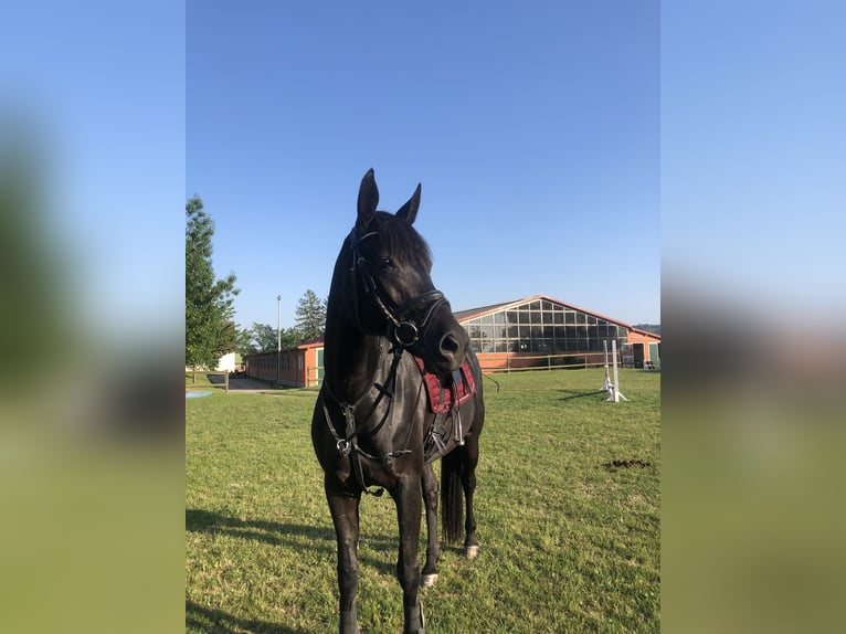 Hanoverian Mare 10 years 16,2 hh Black in Coppenbrügge