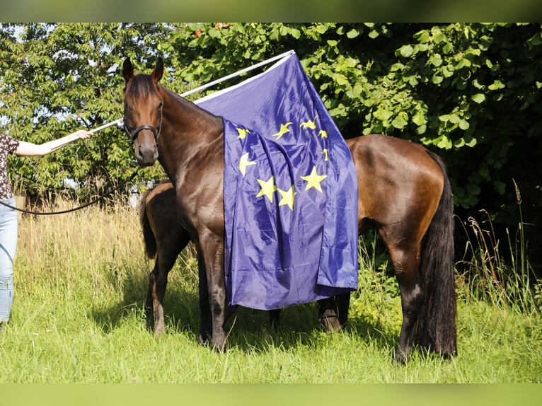 Hanoverian Mare 10 years 16,2 hh Brown in Weitendorf