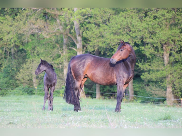 Hanoverian Mare 10 years 16,2 hh Brown in Weitendorf