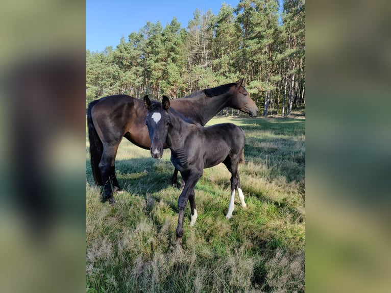 Hanoverian Mare 10 years 16,2 hh Brown in Weitendorf