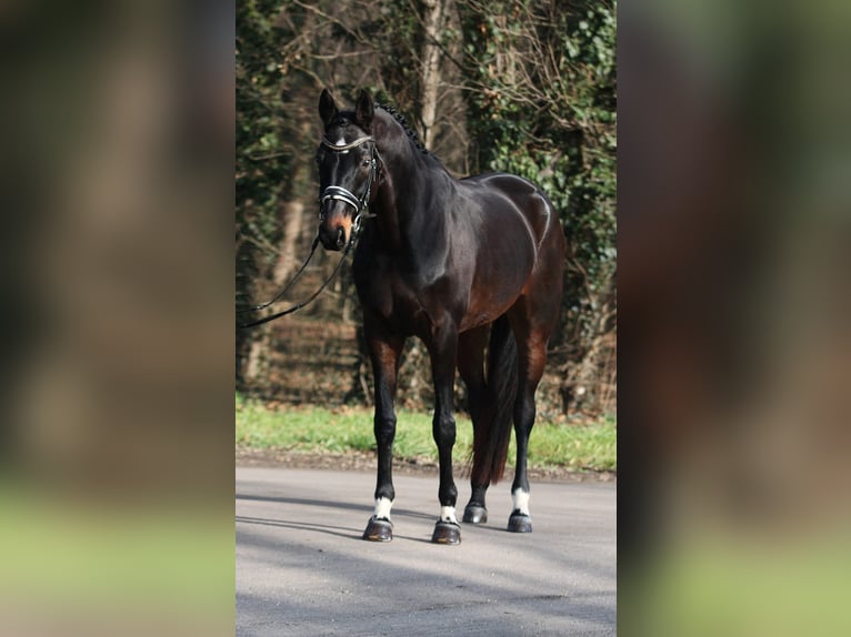 Hanoverian Mare 10 years 16,2 hh Brown in Békésszentandrás