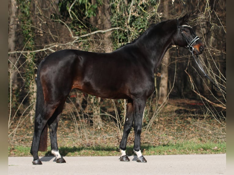 Hanoverian Mare 10 years 16,2 hh Brown in Békésszentandrás