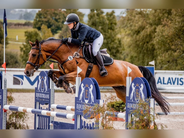 Hanoverian Mare 10 years 16,2 hh Brown in Prague