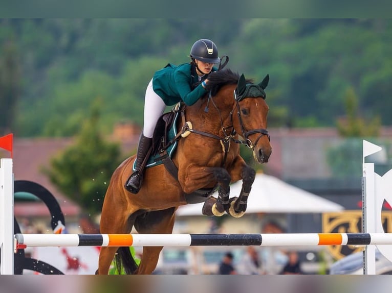 Hanoverian Mare 10 years 16,2 hh Brown in Prague