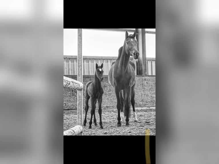 Hanoverian Mare 10 years 16.2 hh Brown in Werlte