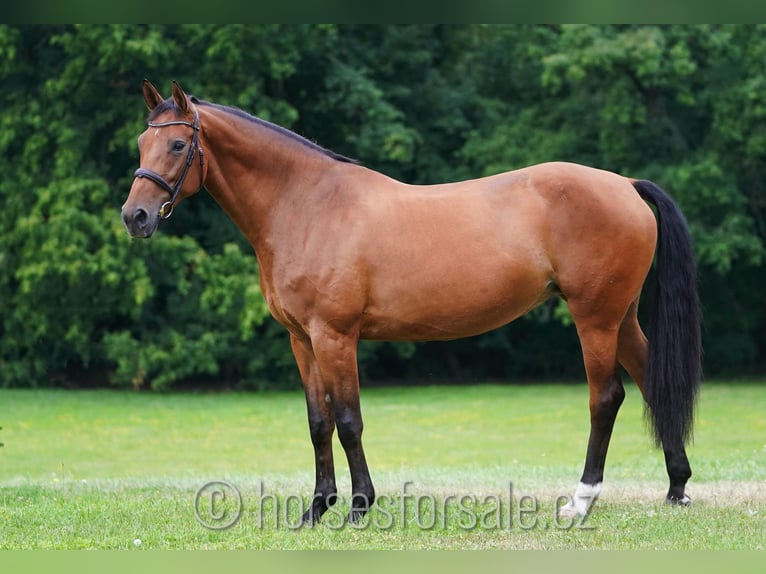 Hanoverian Mare 10 years 16,2 hh Brown in Prag