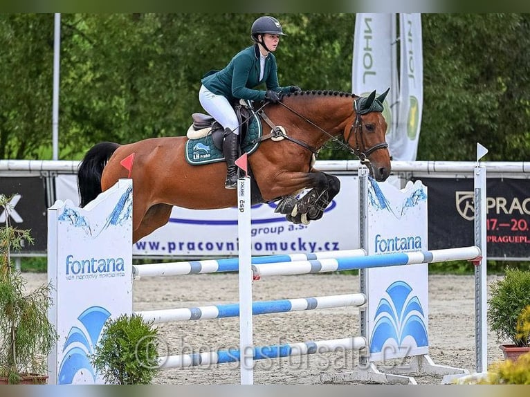 Hanoverian Mare 10 years 16,2 hh Brown in Prag