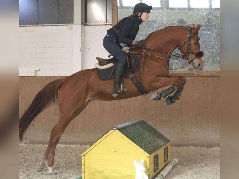 Hanoverian Mare 10 years 16.2 hh Chestnut-Red in Isernhagen