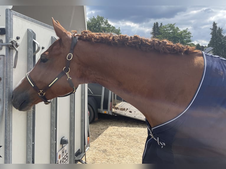 Hanoverian Mare 10 years 16.2 hh Chestnut-Red in Isernhagen