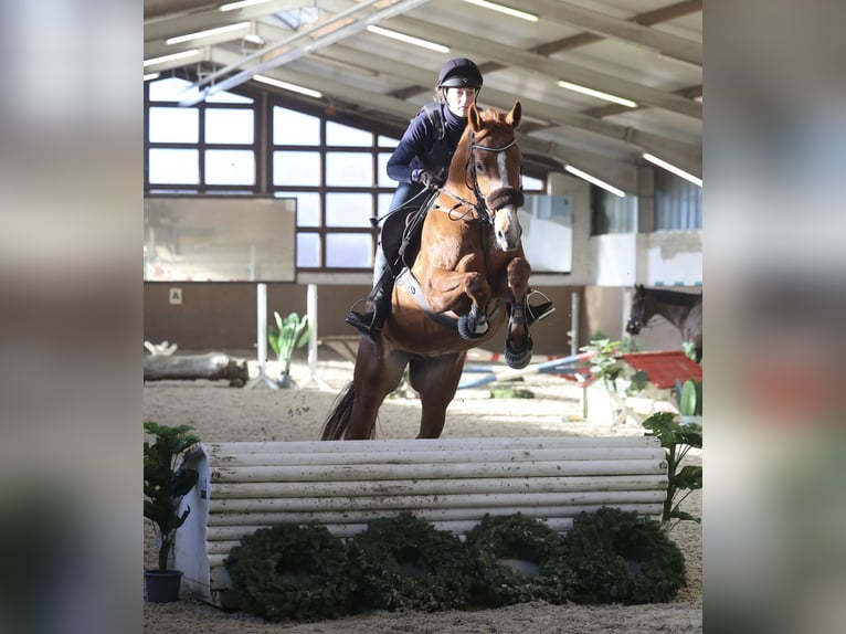 Hanoverian Mare 10 years 16.2 hh Chestnut-Red in Isernhagen