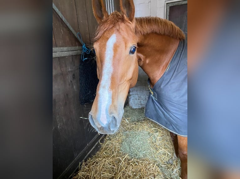 Hanoverian Mare 10 years 16.2 hh Chestnut-Red in Isernhagen