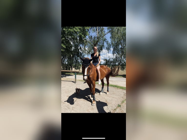 Hanoverian Mare 10 years 16,2 hh Chestnut-Red in Moos