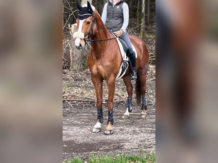 Hanoverian Mare 10 years 16,2 hh Chestnut-Red in Moos