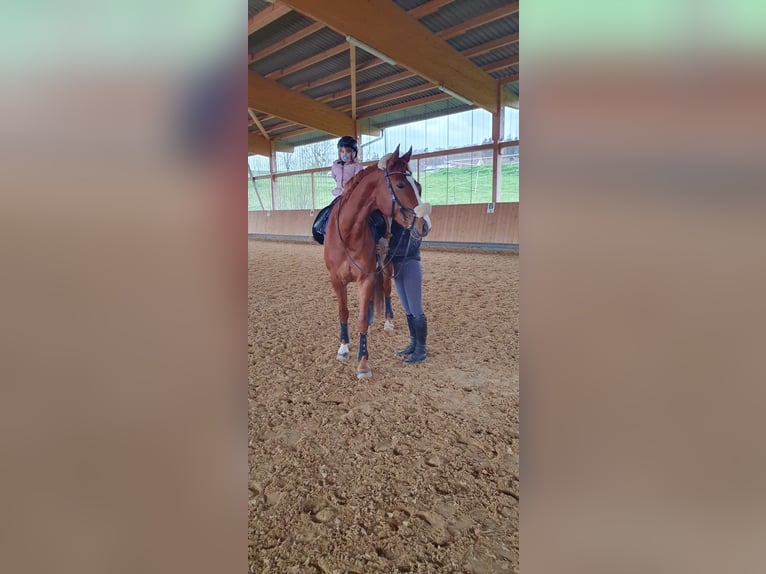 Hanoverian Mare 10 years 16,2 hh Chestnut-Red in Moos