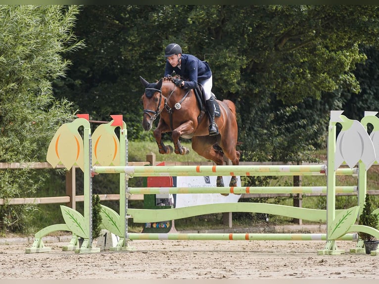 Hanoverian Mare 10 years 16,2 hh Chestnut-Red in Riedstadt