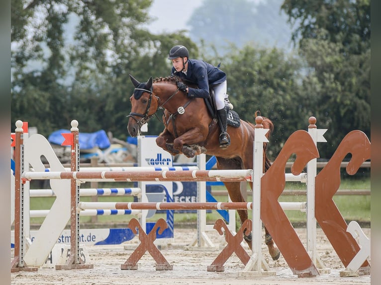 Hanoverian Mare 10 years 16,2 hh Chestnut-Red in Riedstadt