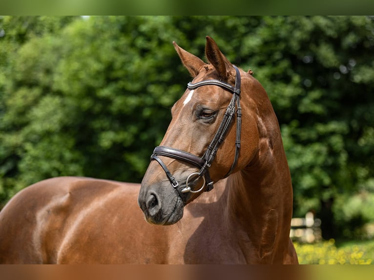 Hanoverian Mare 10 years 16,2 hh Chestnut-Red in Riedstadt