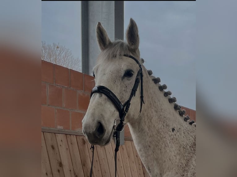 Hanoverian Mare 10 years 16,2 hh Gray in Wolfhagen