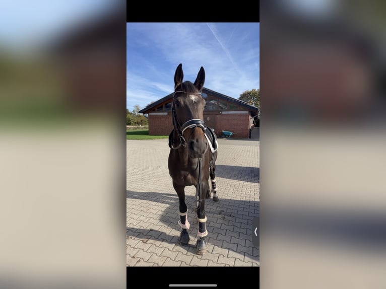 Hanoverian Mare 10 years 16,3 hh Bay-Dark in Wadersloh