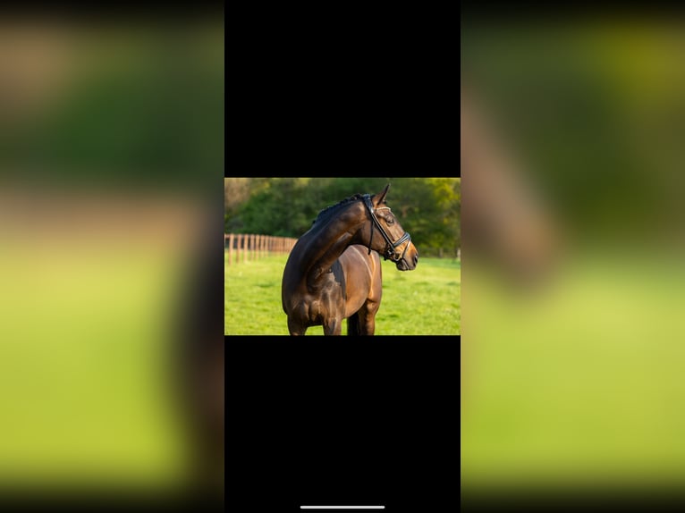 Hanoverian Mare 10 years 16,3 hh Bay-Dark in Wadersloh