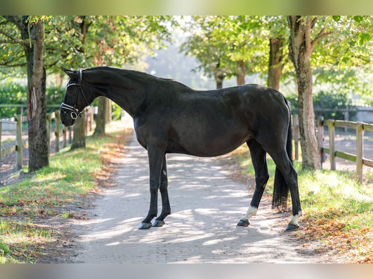 Hanoverian Mare 10 years 16.3 hh Black in Verden (Aller)