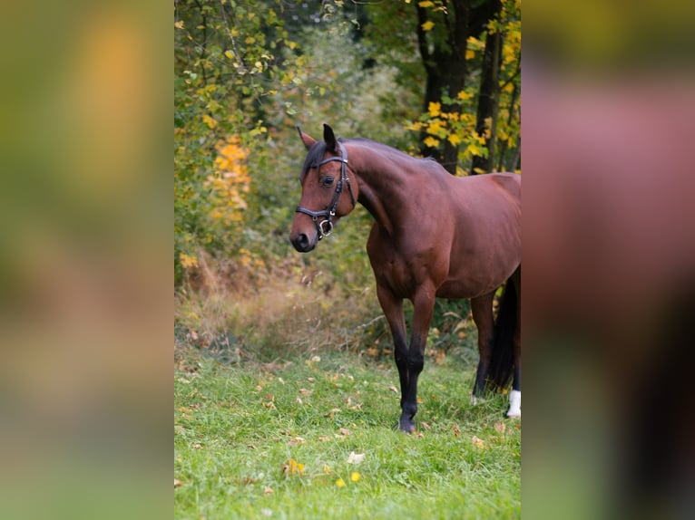 Hanoverian Mare 10 years 16.3 hh Brown in Graben