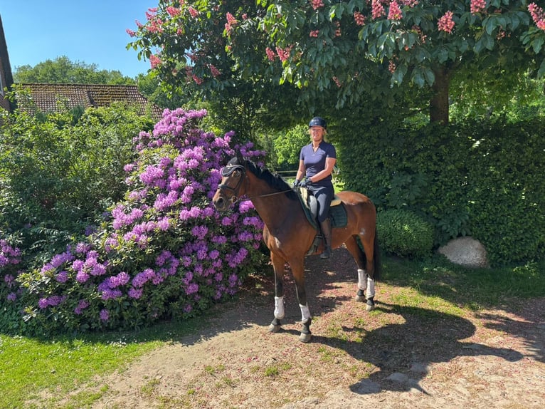 Hanoverian Mare 10 years 16.3 hh Brown in Gronau (Leine)