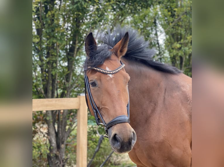 Hanoverian Mare 10 years 16,3 hh Brown in Iggingen