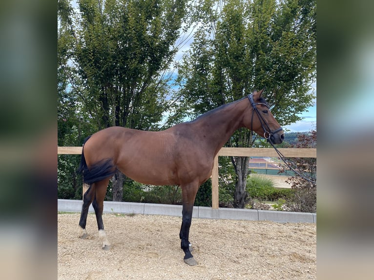 Hanoverian Mare 10 years 16,3 hh Brown in Iggingen