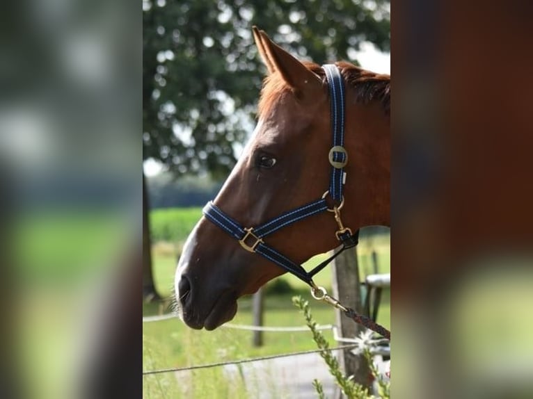 Hanoverian Mare 10 years 16,3 hh Chestnut-Red in Greven