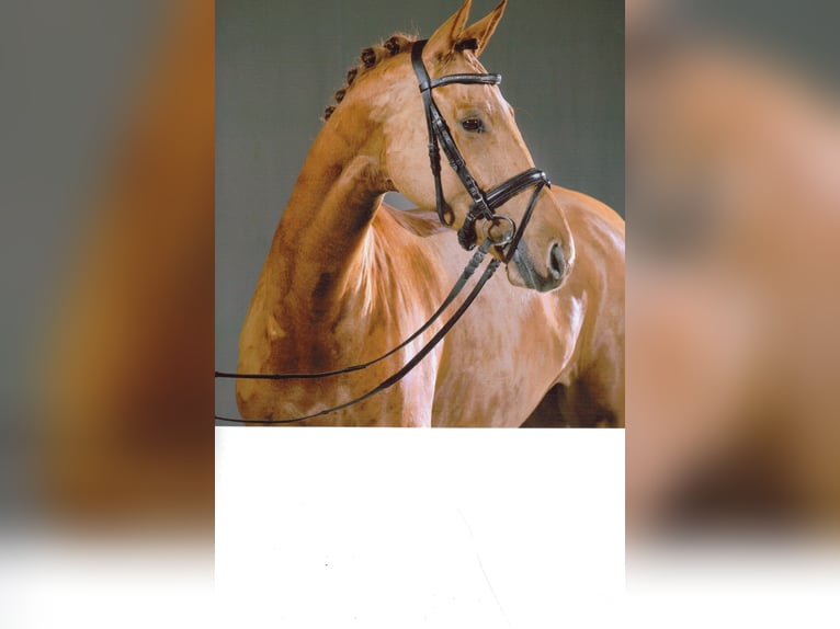 Hanoverian Mare 10 years 16,3 hh Chestnut-Red in Frankfurt am Main