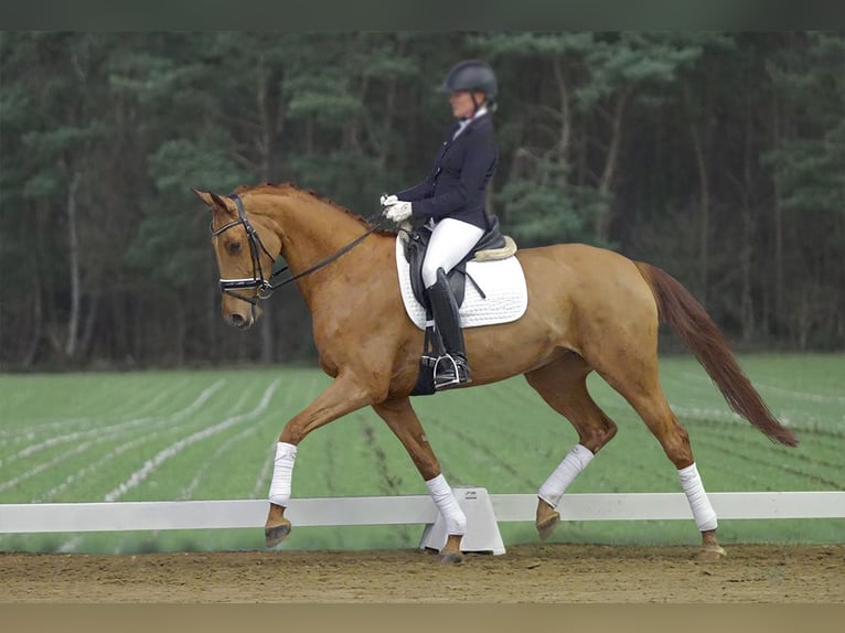 Hanoverian Mare 10 years 16,3 hh Chestnut-Red in Frankfurt am Main