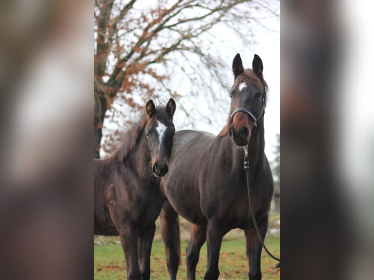 Hanoverian Mare 10 years 16 hh Bay-Dark in Clenze