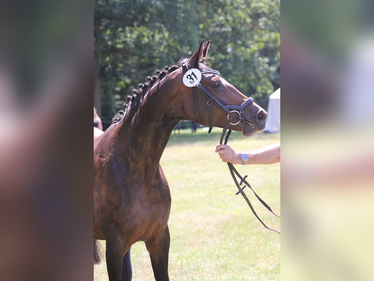 Hanoverian Mare 10 years 16 hh Bay-Dark in Clenze