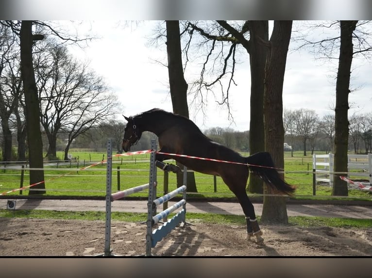 Hanoverian Mare 10 years 16 hh Bay-Dark in Rastede